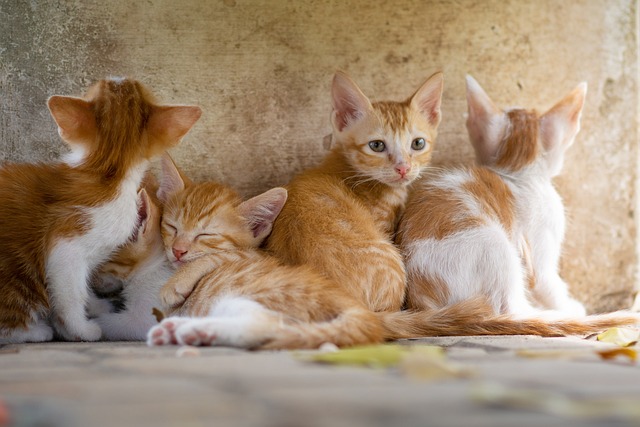 Is there pet insurance in the US