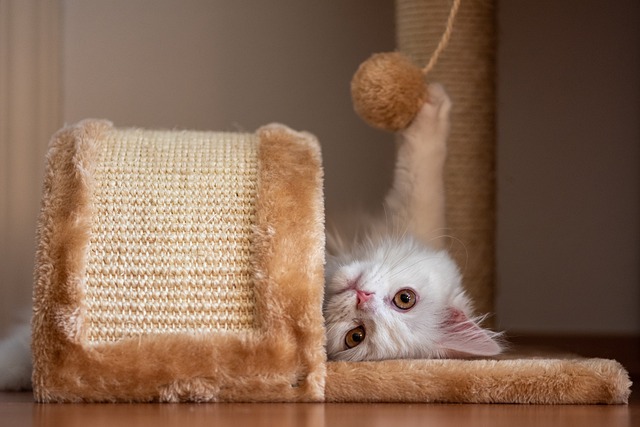 What is the first pet in America to be insured