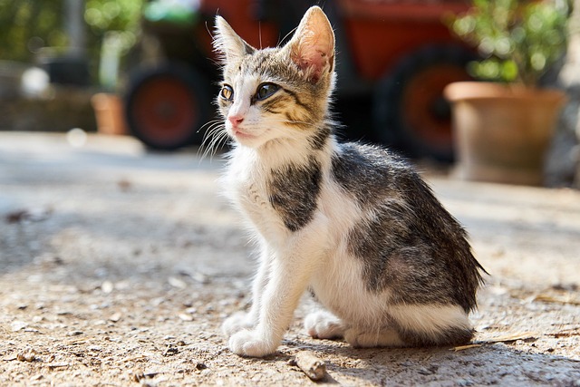 How much is pet insurance in New York