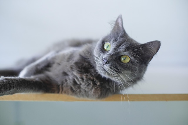 How much is pet insurance in California