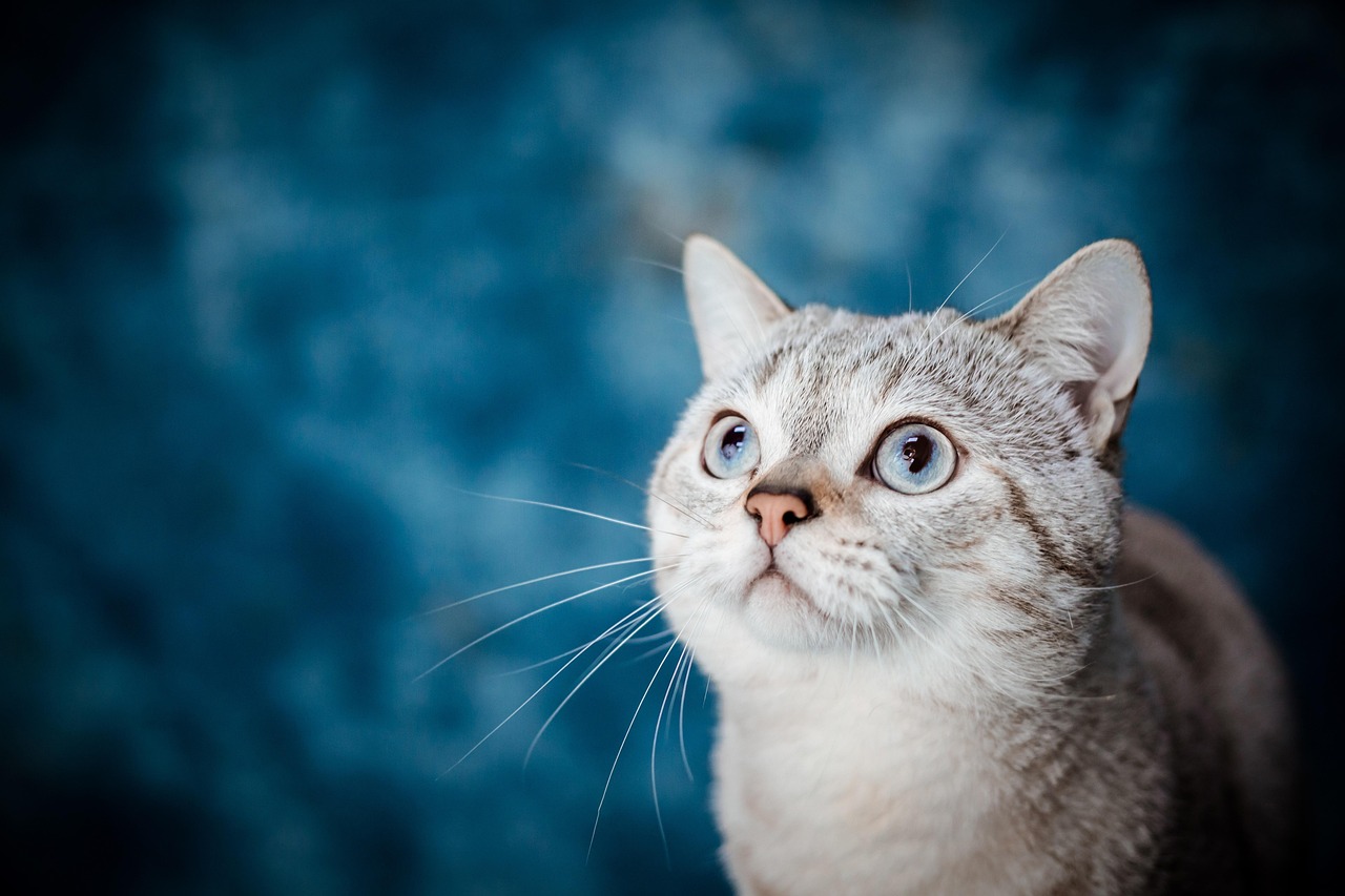 Do you need pet insurance in California