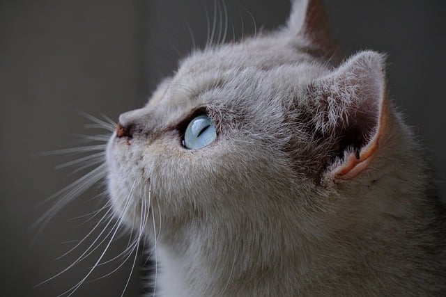 What is the most popular pet insurance