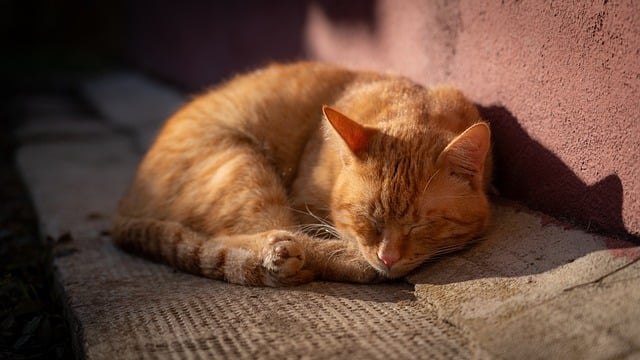 How much is pet insurance in Illinois