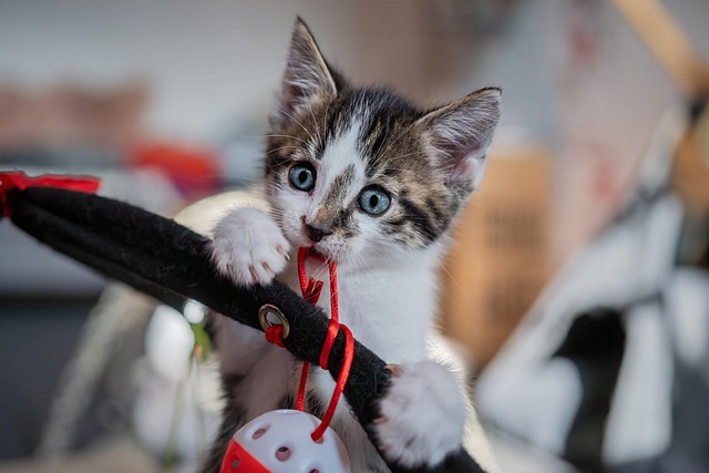 Do all vets take pet insurance in Texas